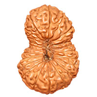 22 Mukhi Aditya Rudraksha